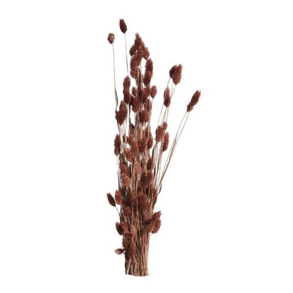 Droogbloemen Phalaris - bruin - 76 cm - Leen Bakker